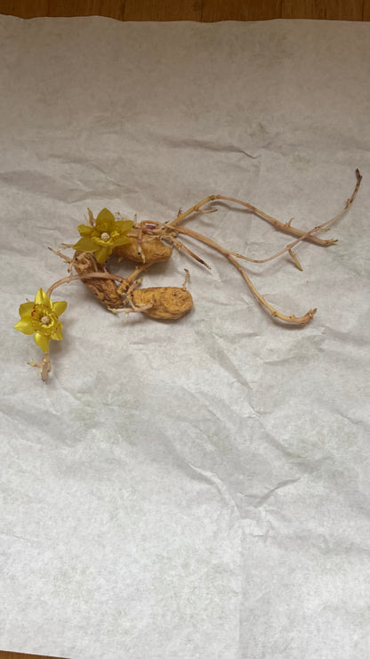 Vintage Wintersweet Clip Earrings